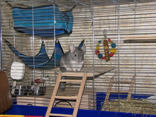  Chinchilla in einem gut ausgestatteten Käfig