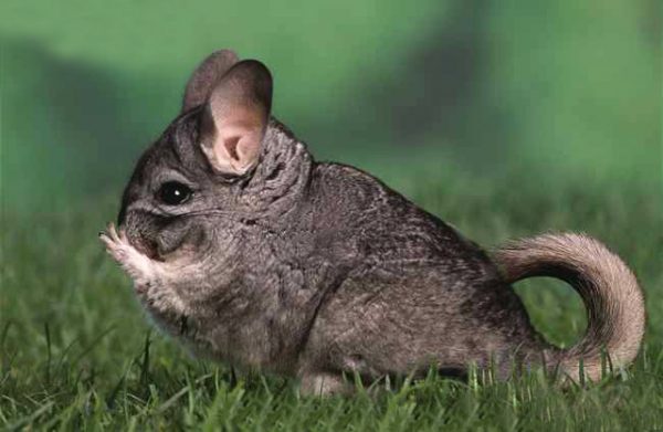  Chinchilla in freier Wildbahn