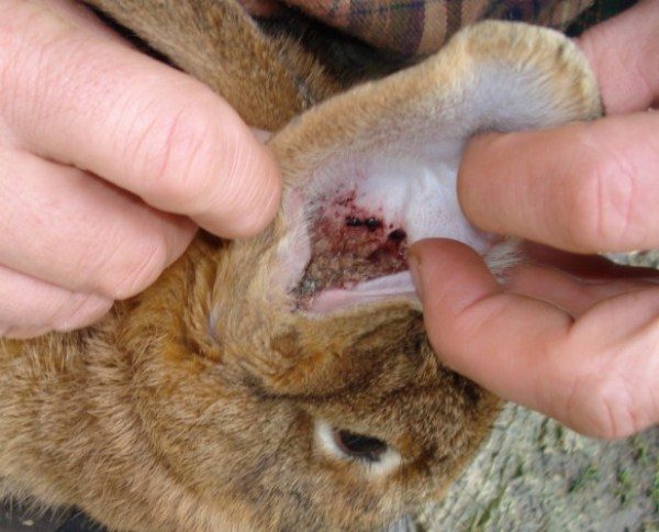  Psoroptose chez le lapin