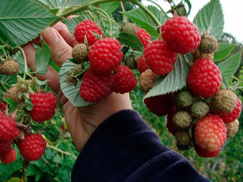  Branche aux framboises Heracles