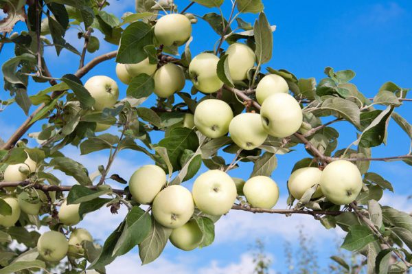  Apple ernten weißes Gießen auf den Baum