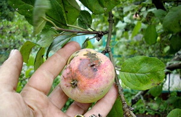  Gale sur les fruits de Melba