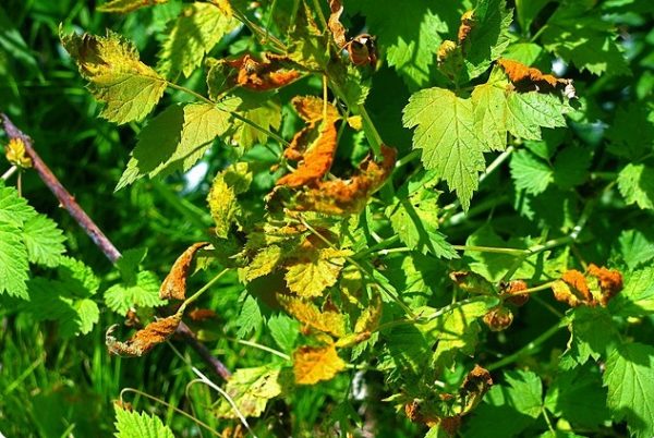  Rouille framboise