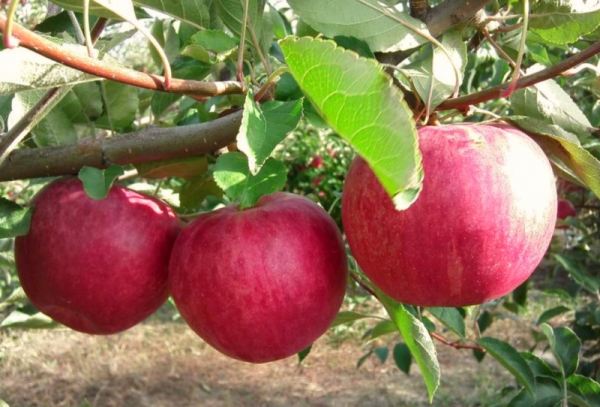  Variétés de pommiers Glory aux lauréats: caractéristiques descriptives