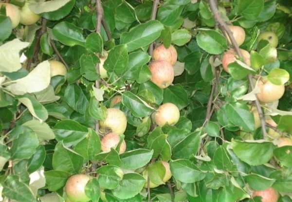  Arroser les variétés de bonbons de pommiers lors de la récolte des fruits est indésirable.