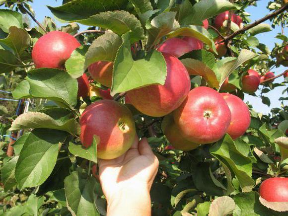  Taille des pommes mûres