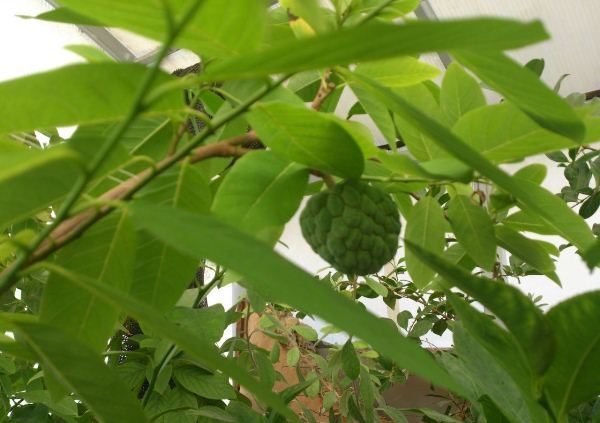  Les bouillons et les infusions des feuilles d'une pomme à sucre sont utilisés dans la pédiculose.