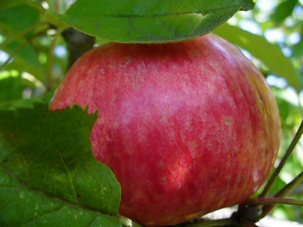  L'avantage de la variété Honey est que les pommes mûres ne s'effritent pas.