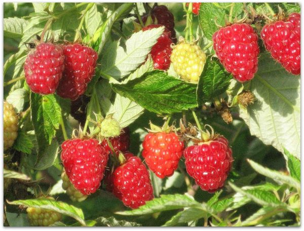  Bush avec fierté framboise de la Russie