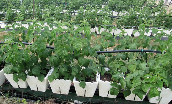  Himbeeren können aus Samen in offenem Boden und in Töpfen gezogen werden