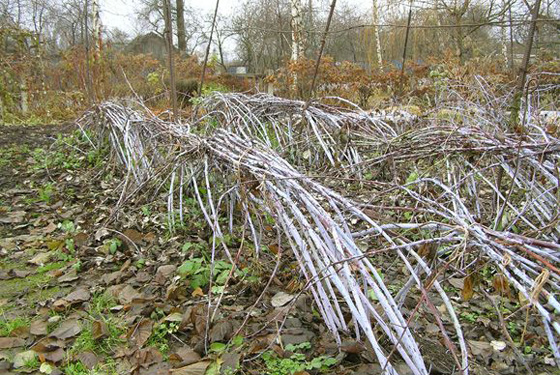  Himbeeren für den Winter vorbereiten