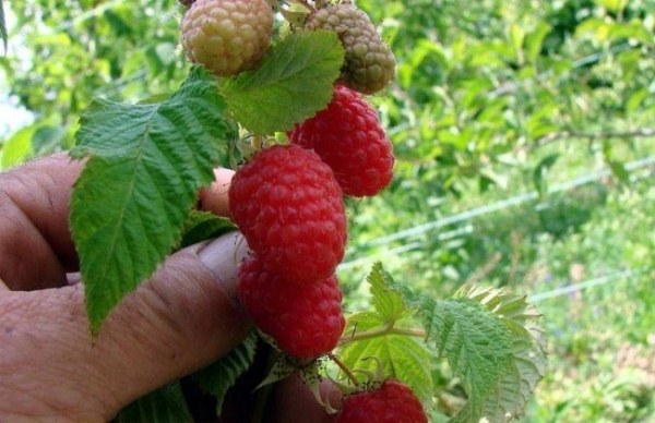  Patricien variété framboise