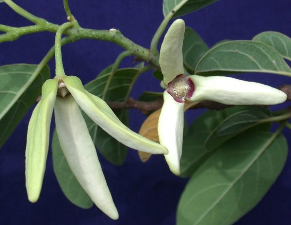  Fleurs de pomme de sucre