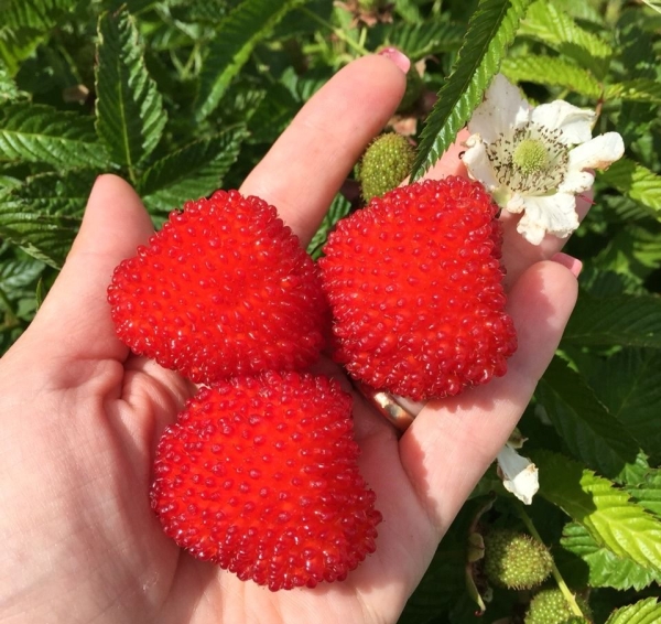  La framboise tibétaine a le goût de mûres avec de légères notes d'ananas