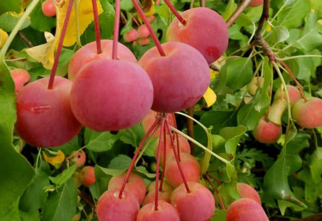  Chinesischer Apfelbaum