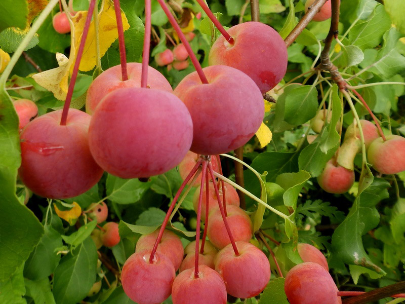  Chinesischer Apfelbaum