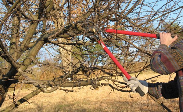  Um die Ernte zu verbessern, muss der Baum dünner gemacht werden.