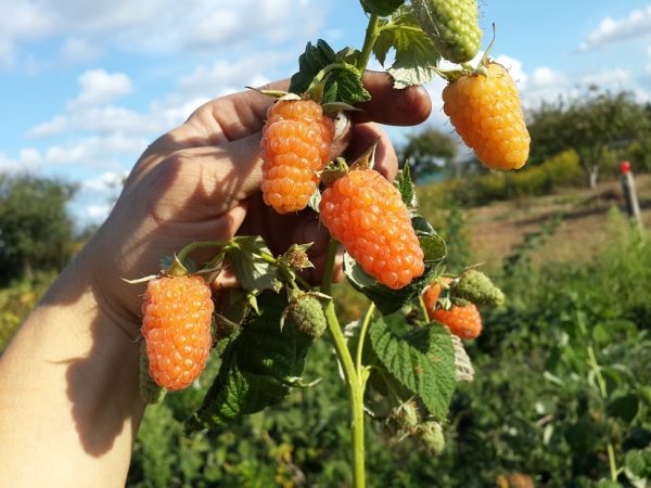  Himbeerbusch auf einem Himbeerbauernhof