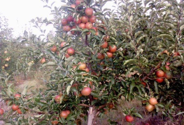  Gala des variétés de pommes