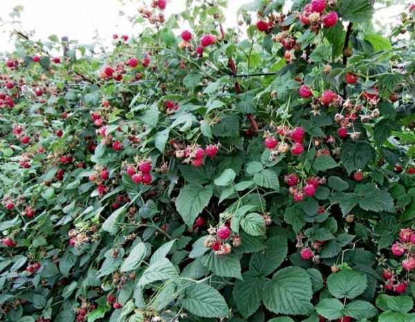  Été indien framboise