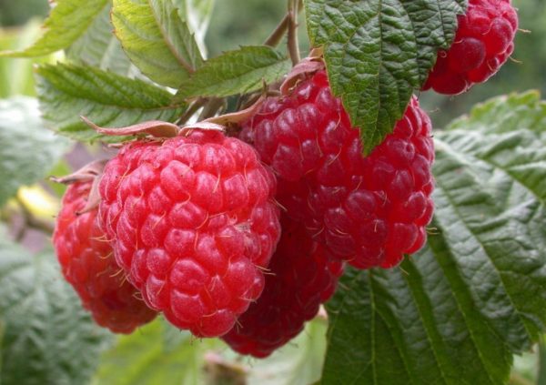  Himbeerbeeren auf einem Busch