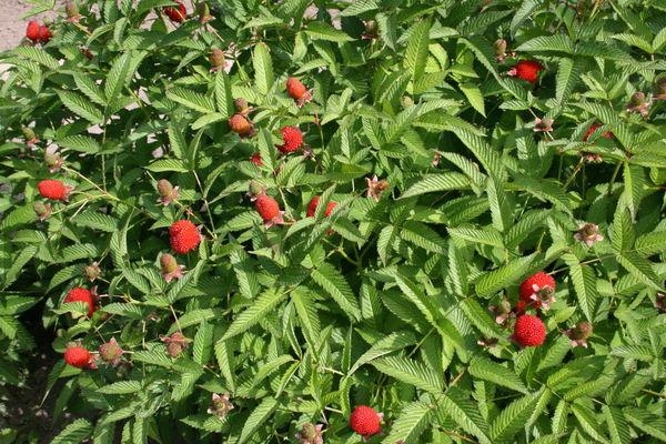  Lösen Sie die tibetischen Himbeeren sehr vorsichtig