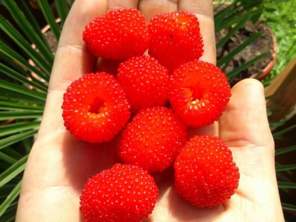  Framboise tibétaine propagée par boutures, graines et processus rhizomateux