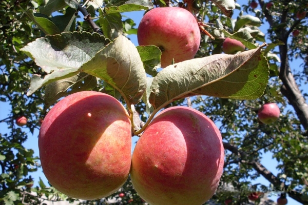  Variétés de pommes Zhigulevskoe: caractéristiques descriptives, historique de la sélection