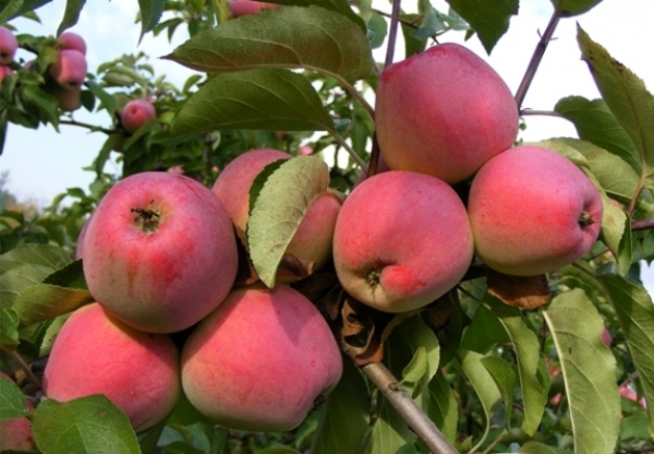  Variété de pomme Kandil Orlovsky: description, caractéristiques, plantation et soin