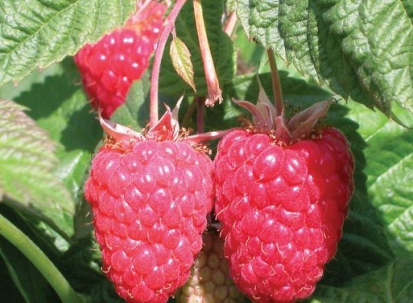  Variété de framboise beauté de la Russie: description, avantages et inconvénients