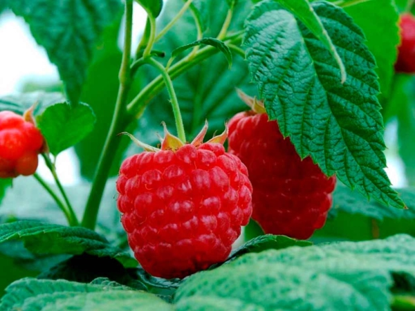  Acheter des plants dans les pépinières, mais pas avec les mains