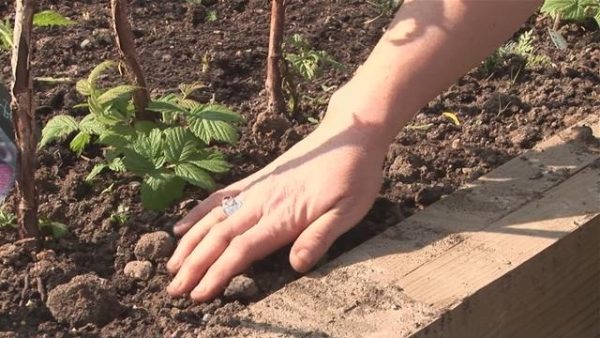  Planter des framboises