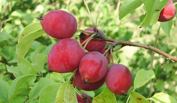  Die Früchte der roten Sorten des chinesischen Apfelbaums