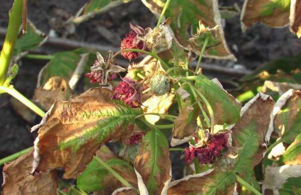  Framboise Sec