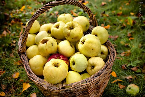  Antonovka-Äpfel in einem Korb