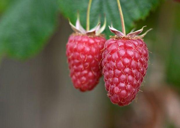  Géant de la framboise