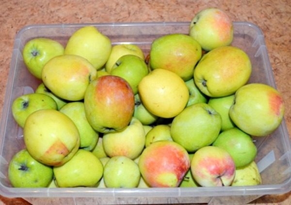  Récolte de pommes fraîches