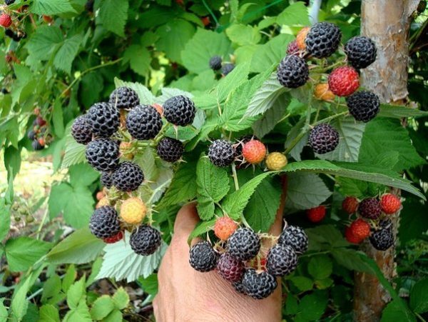  Framboise noire de Cumberland