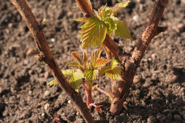  Gepflanzte Himbeeren können im Frühling und Herbst sein