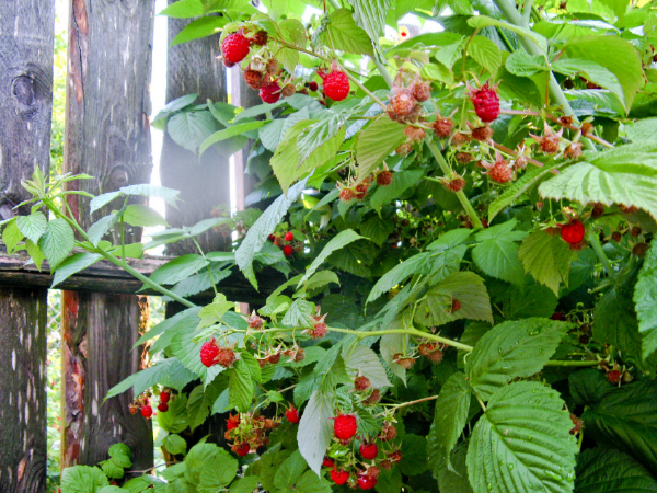  Framboise standard communément appelée framboise