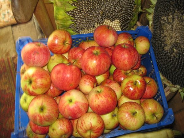  Shriepel variété de pommes dans une boîte