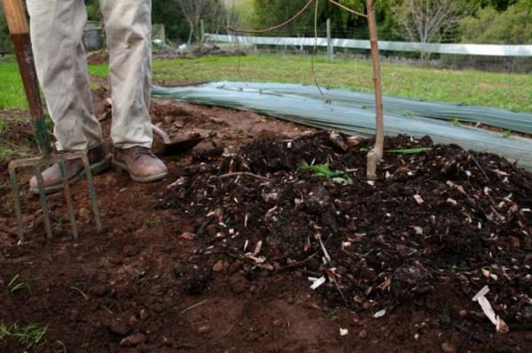  Top dressing avec des engrais potasse-phosphore pour les pommiers