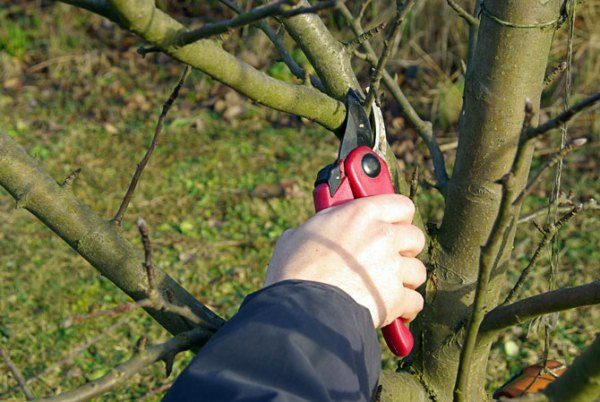  Apfelbäume im Frühjahr beschneiden