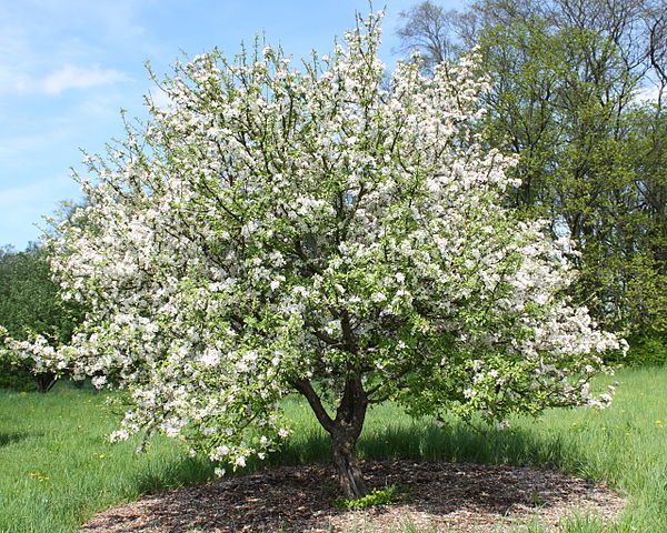  Blühender Apfelbaum