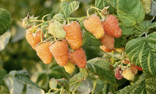  Himbeerbeeren Orange Wunder auf dem Busch