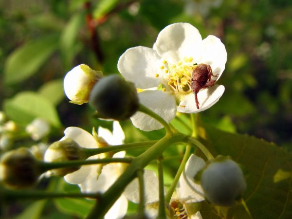  Fleur de pommier