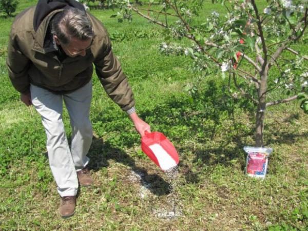  Top-Dressing ist während der Blüte von entscheidender Bedeutung.