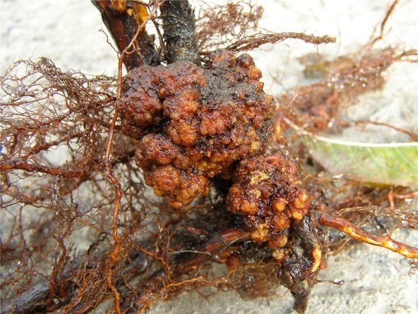  Bakterieller Wurzelkrebs bei Himbeeren