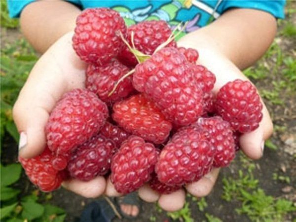  MaliPrié de baies framboises dans les mains