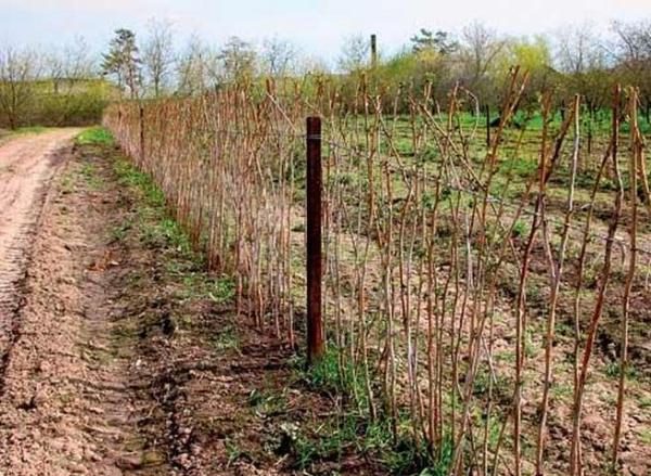  Planter des framboises